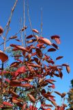 Amelanchier canadensis. Верхушки ветвей с листвой в осенней окраске. Санкт-Петербург, Кировский р-н, озеленение бульвара. 14.10.2026.