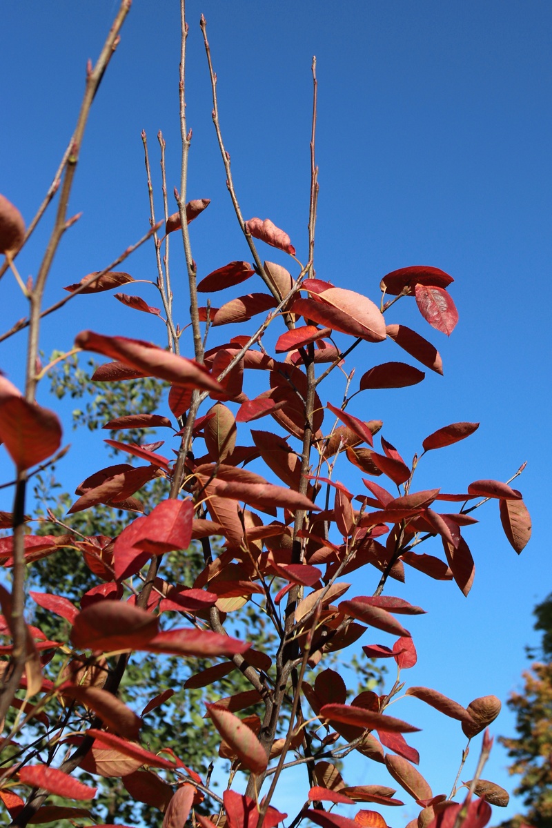 Image of Amelanchier canadensis specimen.