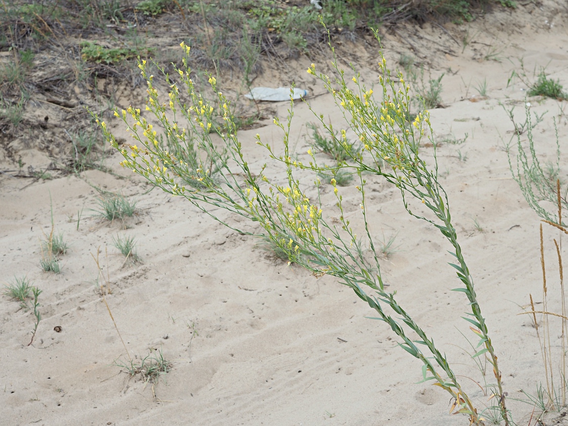 Image of Linaria genistifolia specimen.
