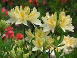 genus Rhododendron. Раскрывающиеся соцветия. Киев, ботанический сад им. акад. А.В.Фомина (Киевского университета). 18 мая 2011 г.