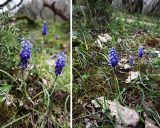 Muscari dolichanthum