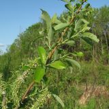 Salix × tetrapla