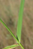 Festuca arundinacea