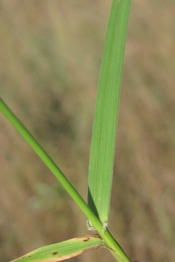 Изображение особи Festuca arundinacea.