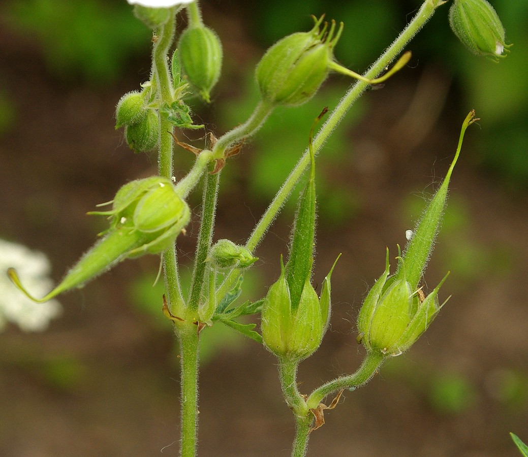 Изображение особи род Geranium.