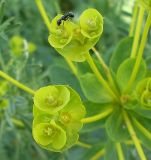 Euphorbia stepposa