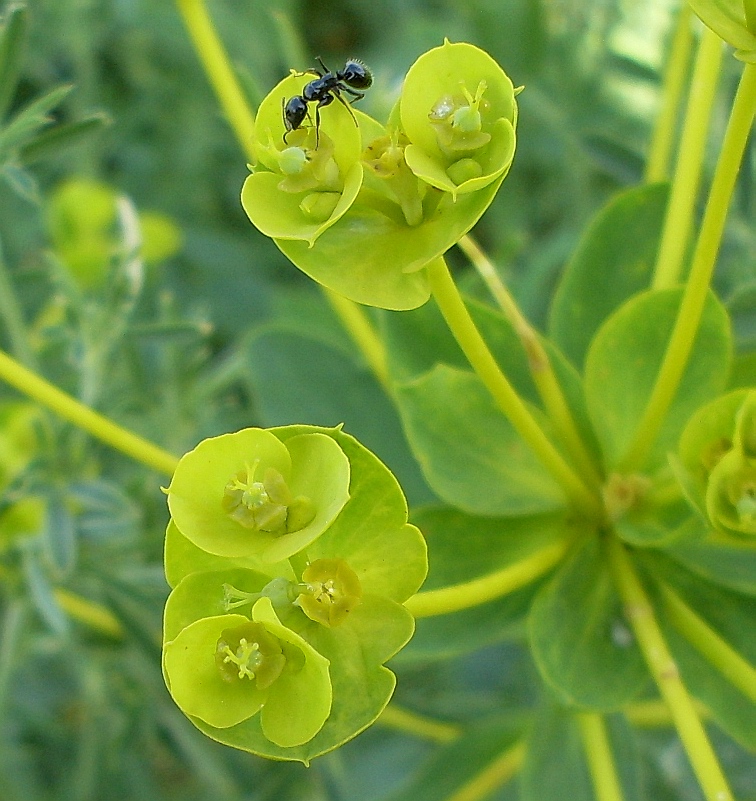 Изображение особи Euphorbia stepposa.