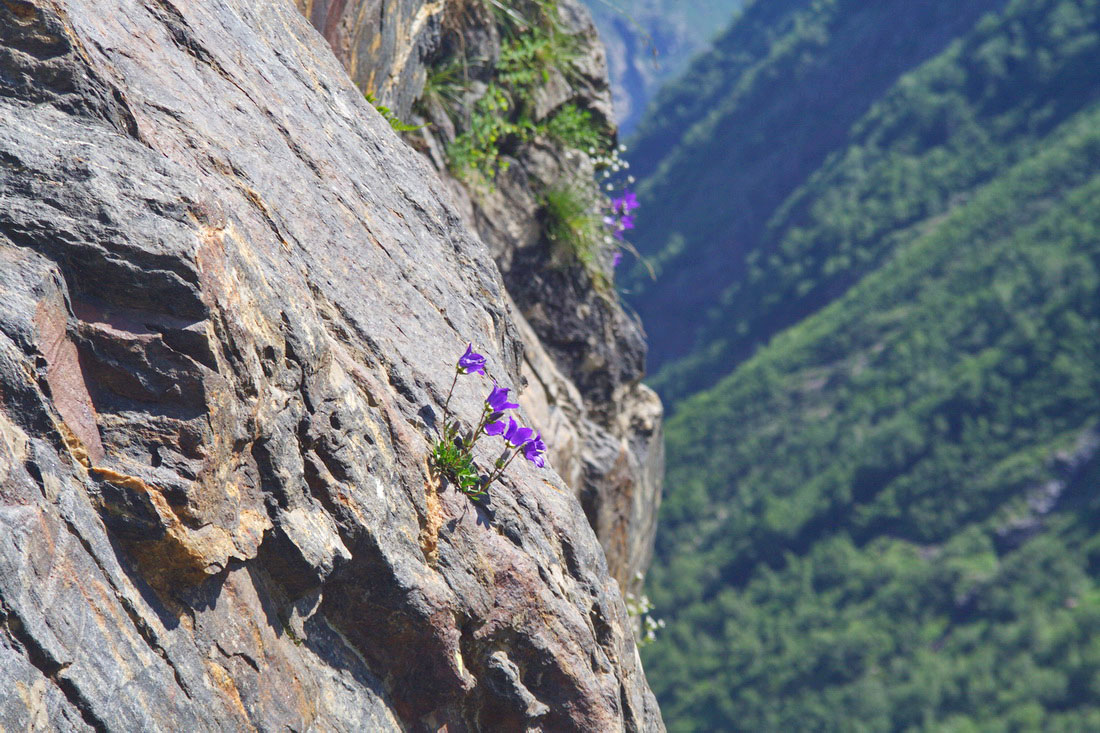 Image of Campanula saxifraga specimen.