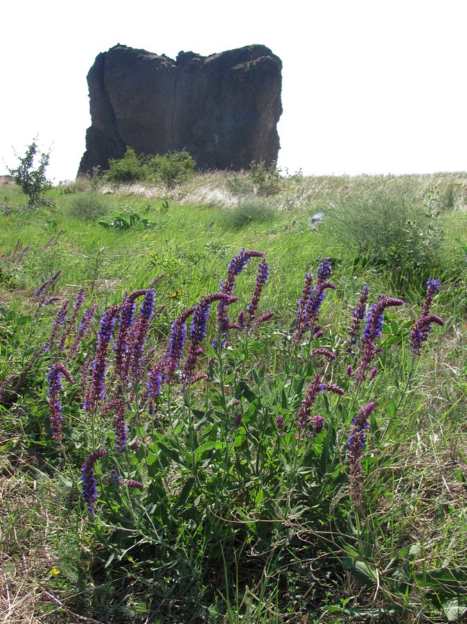 Image of Salvia tesquicola specimen.