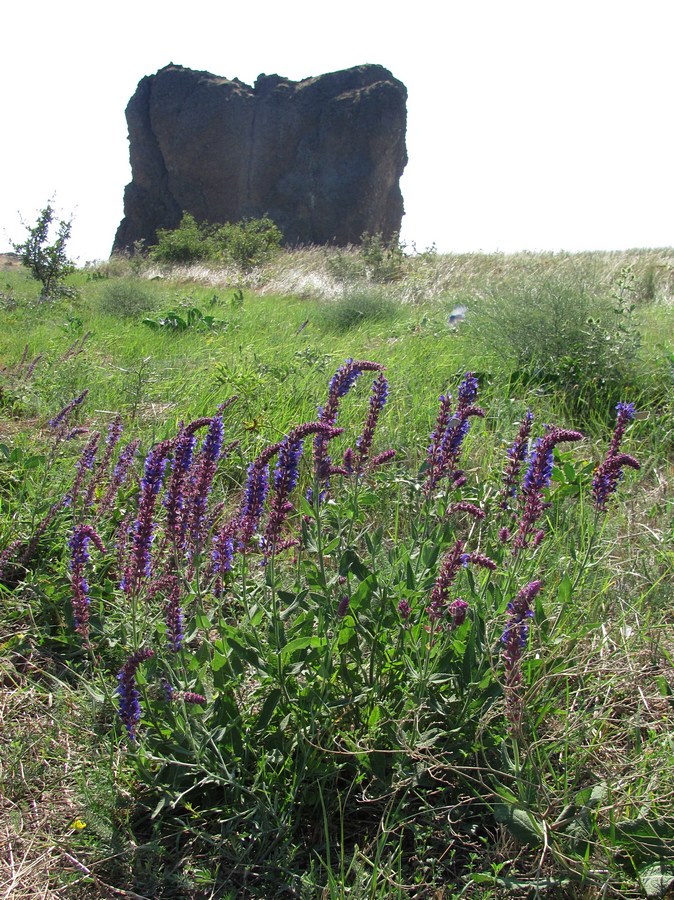 Изображение особи Salvia tesquicola.