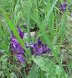 Iris aphylla. Цветущие растения. Ставропольский край, окр. г. Кисловодск, южный склон горы Малое Седло. Начало июня 2009 г.