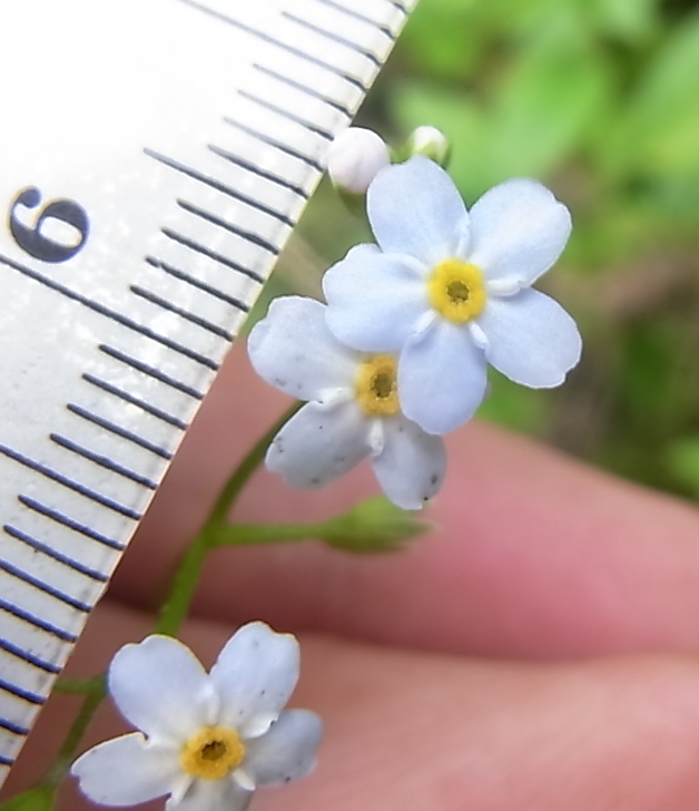 Image of genus Myosotis specimen.