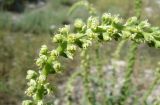 Reseda luteola