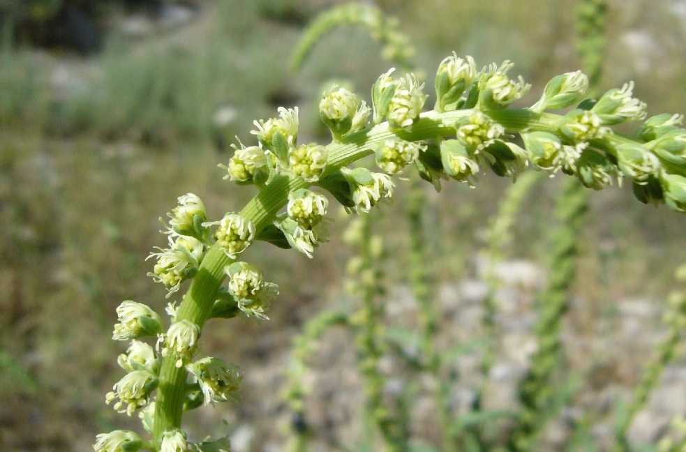 Изображение особи Reseda luteola.