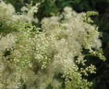 Filipendula ulmaria. Часть соцветия. Украина, Волынская обл., Ратновский р-н, северо-восточнее с. Залухов, возле оз. Святое, осушенное болото. 28 июля 2011 г.