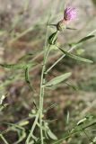 Centaurea borysthenica