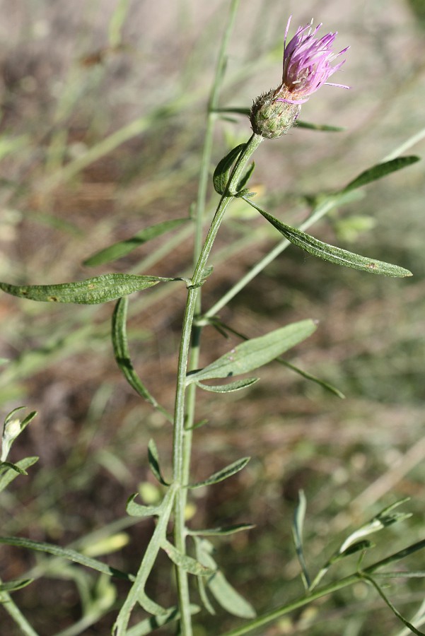 Image of Centaurea borysthenica specimen.