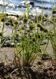 Carex bohemica