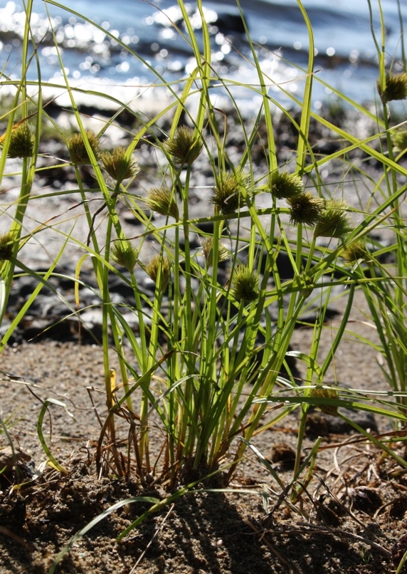 Изображение особи Carex bohemica.