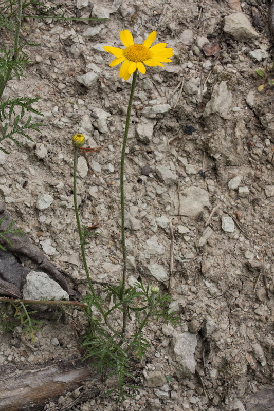 Изображение особи Anthemis tinctoria.