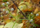Image of taxon representative. Author is Эльвир Измайлов