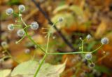 Galium odoratum