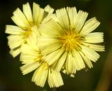 Lactuca serriola. Элементарные соцветия-корзинки. Крым, Бахчисарайский р-н, с. Трудолюбовка, у дорожки на базе СПбГУ. 22.07.2011.