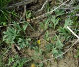 Ranunculus platyspermus. Розетка листьев. Казахстан, Актюбинская обл., Иргизский р-н. 25.04.2011.