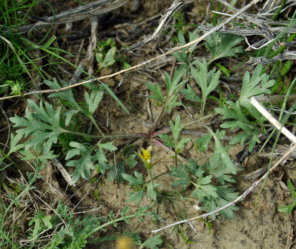 Изображение особи Ranunculus platyspermus.