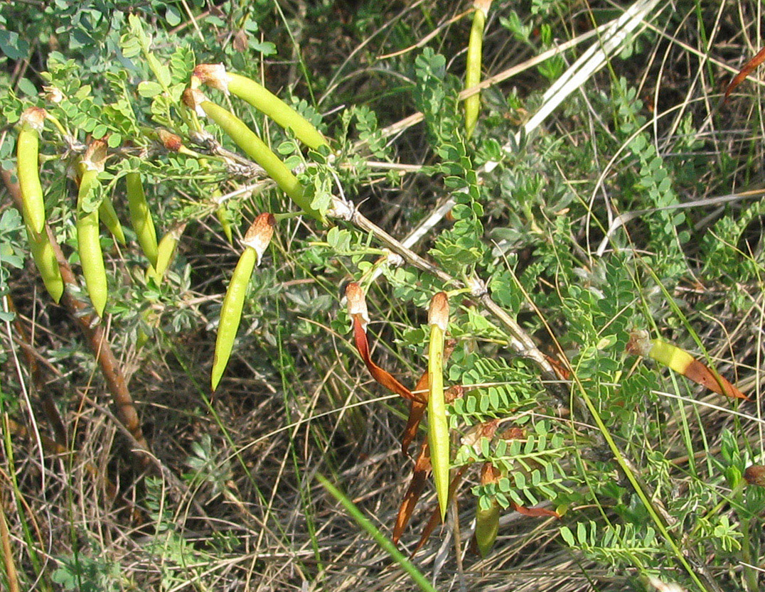 Изображение особи Caragana microphylla.
