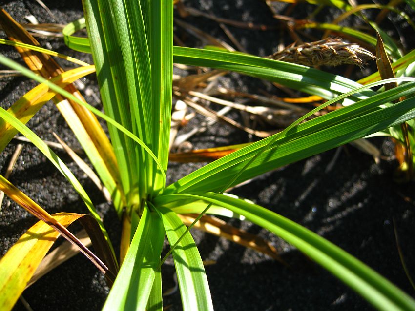 Image of Carex kobomugi specimen.