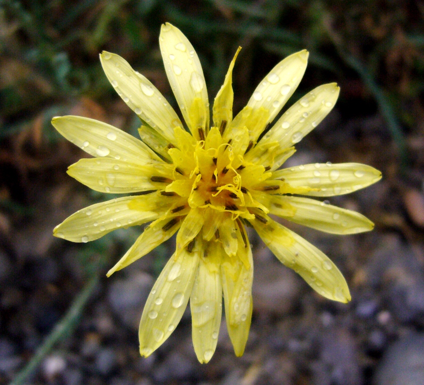 Image of Tragopogon graminifolius specimen.