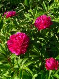 Paeonia lactiflora