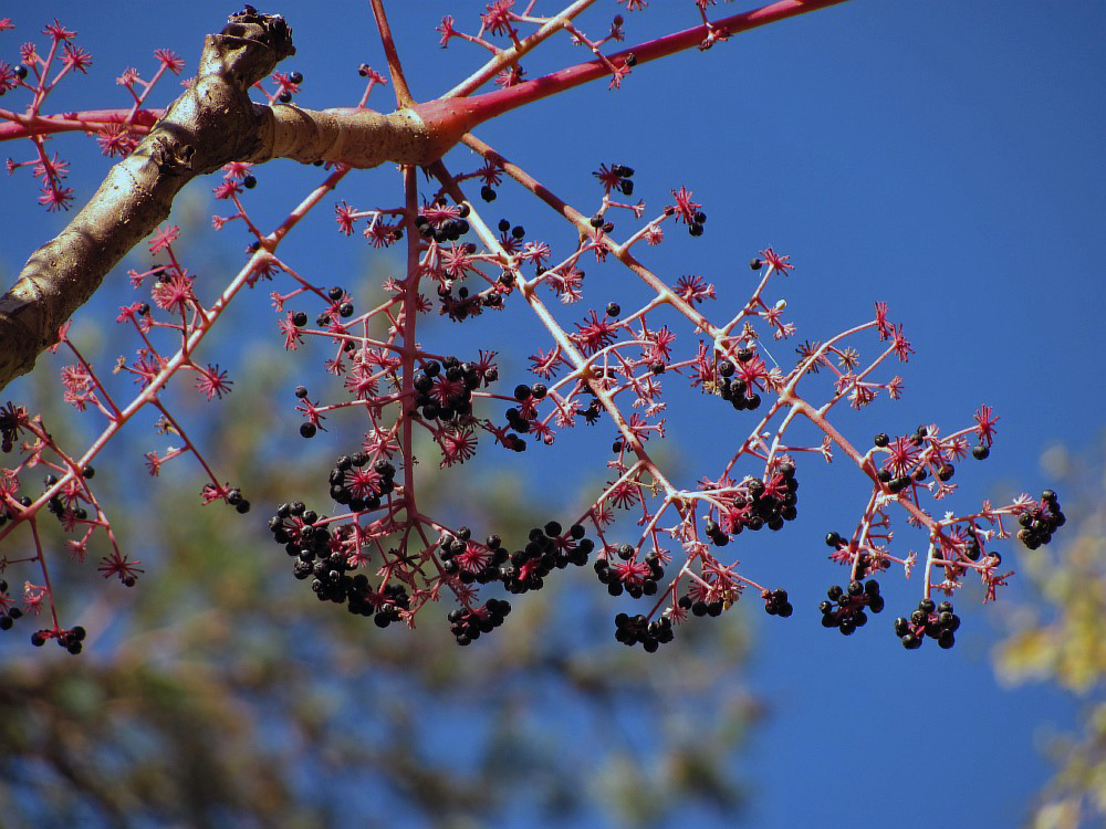 Image of Aralia elata specimen.