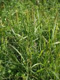 Setaria pumila