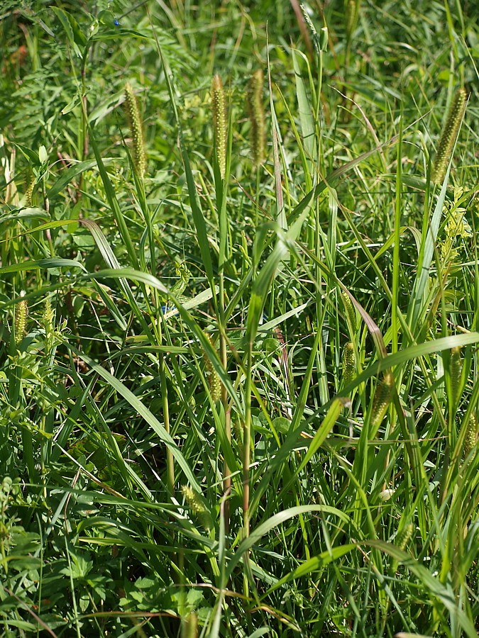 Image of Setaria pumila specimen.