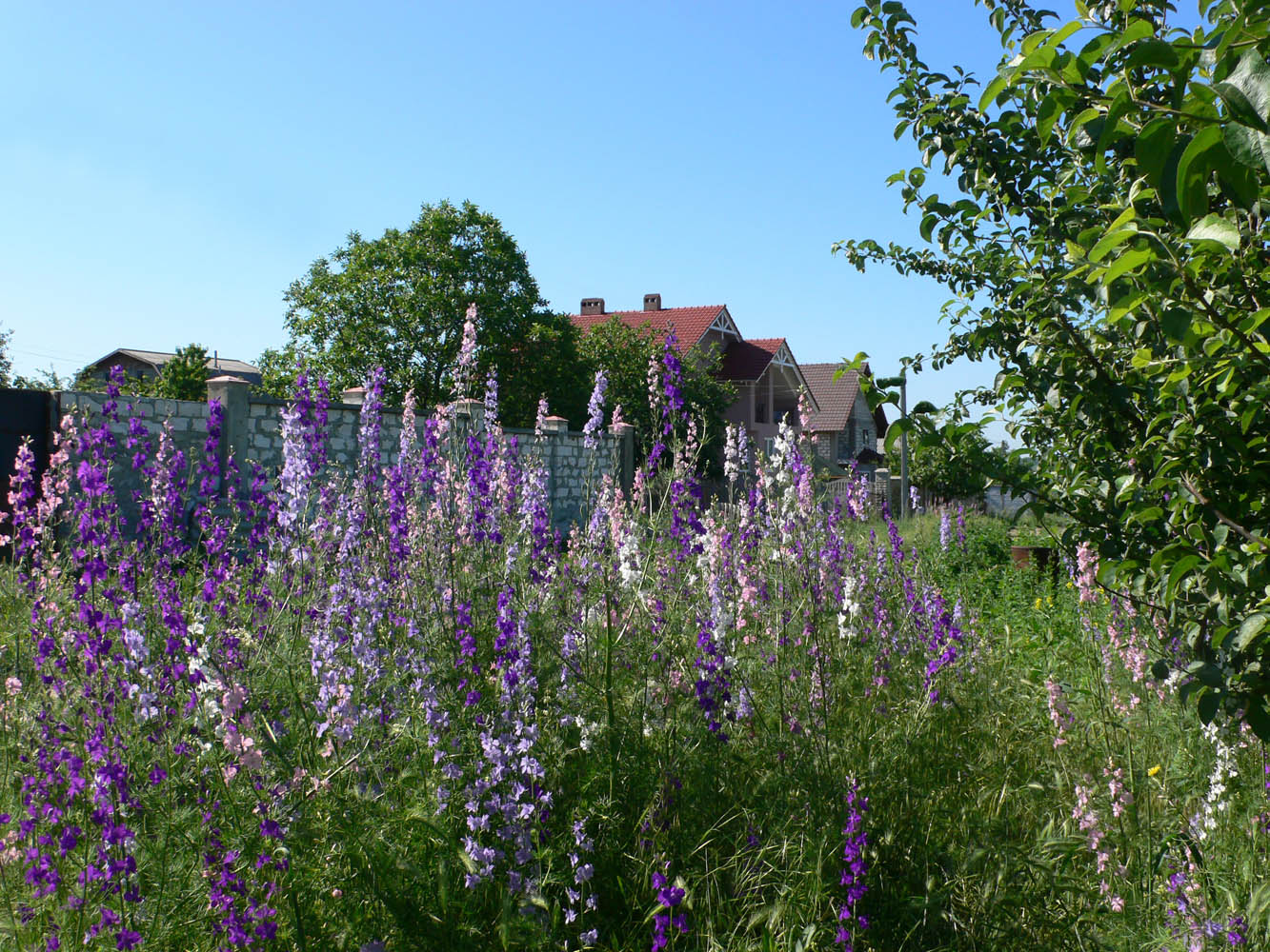 Image of Delphinium ajacis specimen.