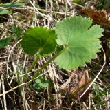 Ranunculus cassubicus