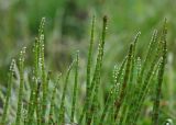 Equisetum fluviatile. Побеги. Южный Сахалин, Макаровский р-н, р. Лесная, пойменный лес. 08.06.2011.