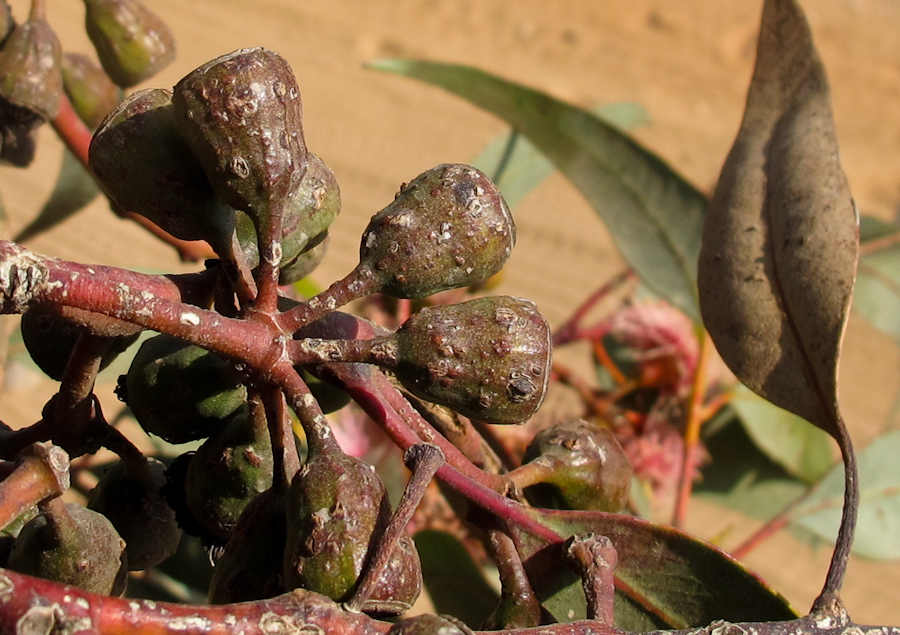 Изображение особи Eucalyptus torquata.