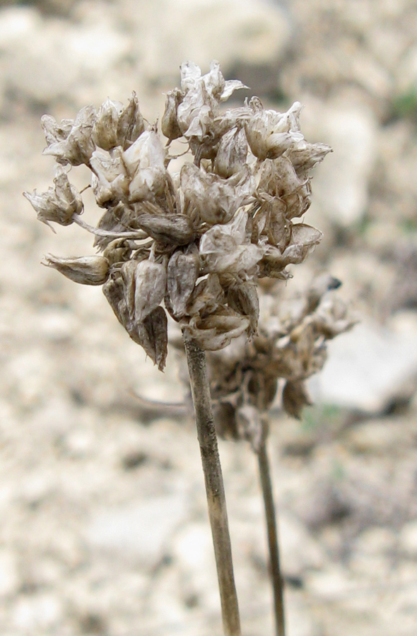 Image of Allium marschallianum specimen.