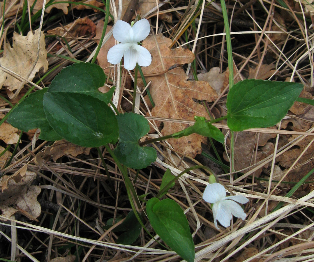 Изображение особи Viola sieheana.