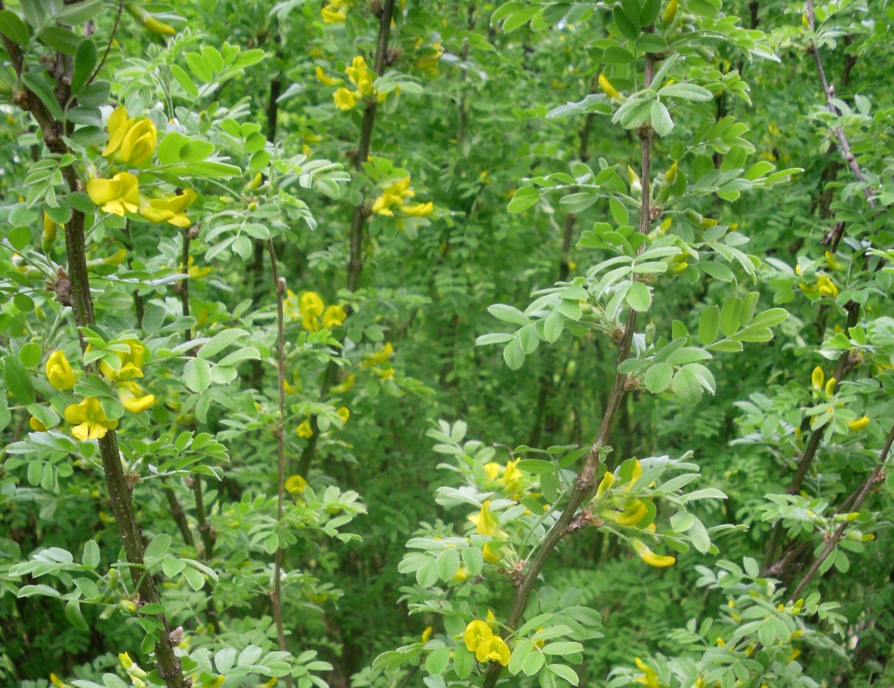 Image of Caragana arborescens specimen.