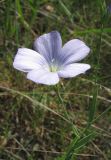 Linum nervosum