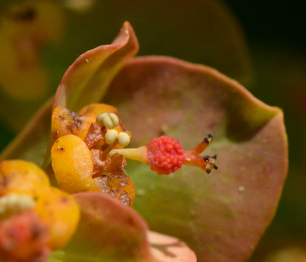 Изображение особи Euphorbia hierosolymitana.