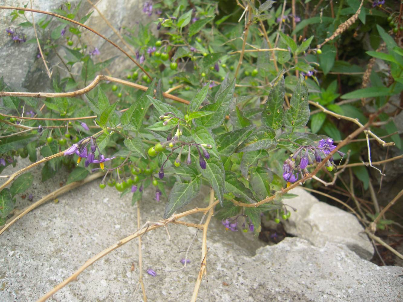 Image of Solanum dulcamara specimen.