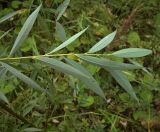 Salix alba. Верхушка побега (листья - вид снизу). Курская обл., г. Железногорск, ур. Опажье. 6 августа 2007 г.
