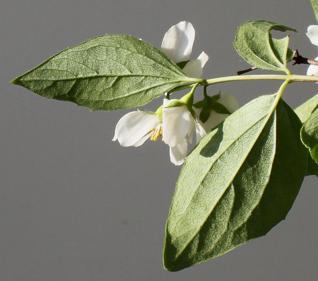 Image of Philadelphus coronarius specimen.