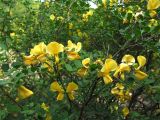 Colutea armena