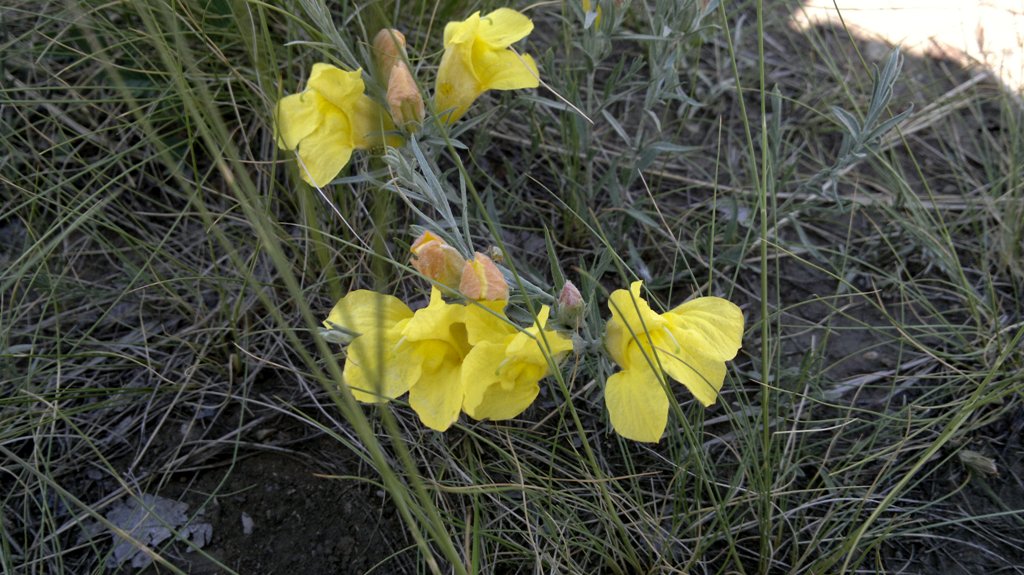 Image of Cymbaria daurica specimen.